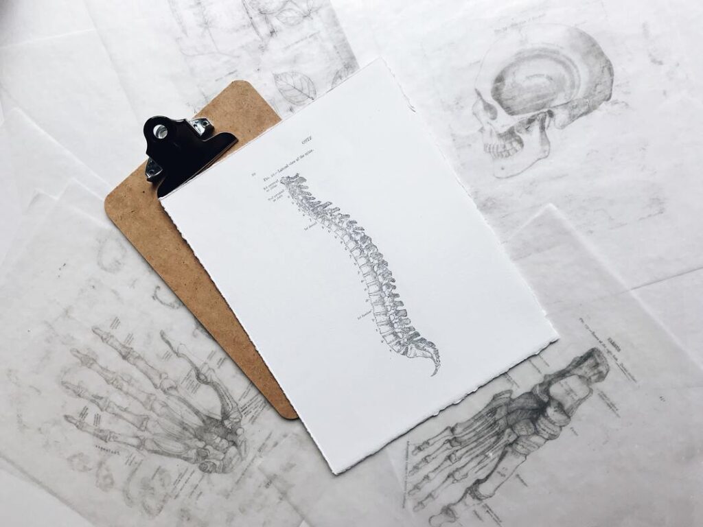 A skeletal drawing of the spine.